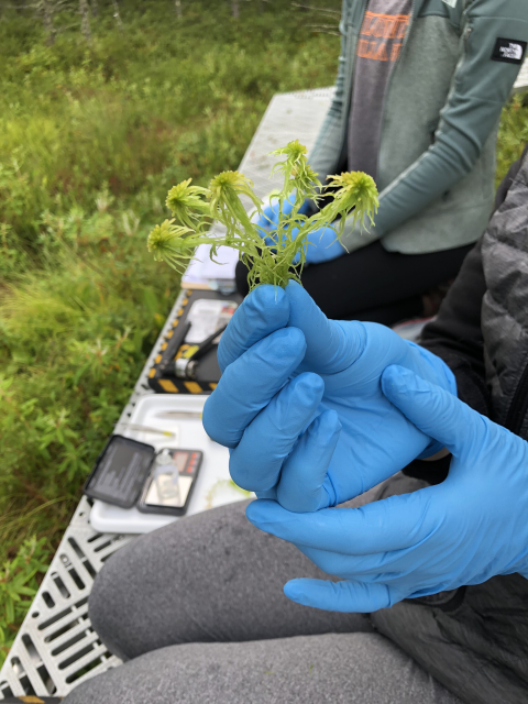 A closeup of a member of the research team holding Sphagnum moss, one of the key drivers of carbon sequestration in peatlands. (Photo Jennifer Glass).
